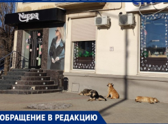 «Стая собак на Спутнике всех кошек растерзала»,- волжанка о наболевшей проблеме