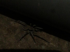 Пауки продолжают пугать волжан