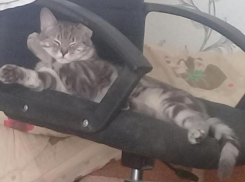 Кота по кличке Федор разыскивают хозяева