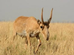 Суд вынес приговор браконьерам, убившим 5 сайгаков под Волгоградом
