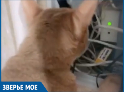 В Волжском заметили усатого электрика 