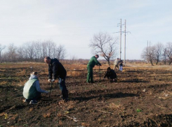 В Среднеахтубинском районе на месте бывших свалок появятся дубовые рощи