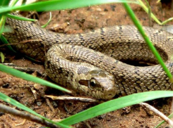 Змеям в Волго-Ахтубинской пойме требуется защита от людей