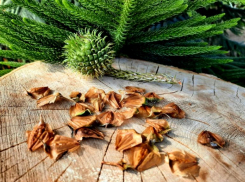 В оранжерее Волжского собрали шишки с  тропической елки
