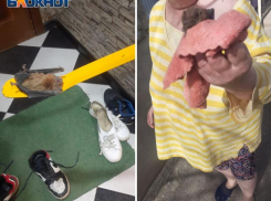 Стаи летучих мышей вытесняют из квартир жителей Волжского: ВИДЕО