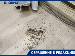 «Страшные и воняют как скунс»,- жителей Волжского атаковали арокатусы: видео