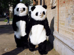 Панда станцевала на свадьбе волжан