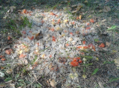 В Волжском действуют престарелые догхантеры