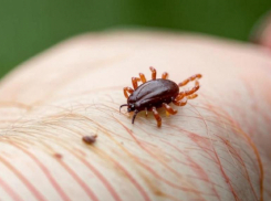 Наибольшее количество укусов клещей зафиксировано в Волжском