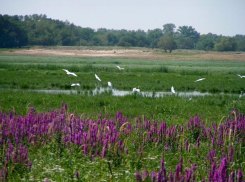 Велосипедные маршруты и зеленые стоянки подготовили для любителей туризма в Волго-Ахтубинской пойме 