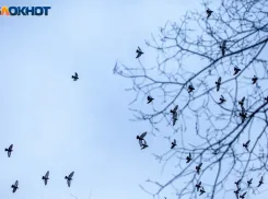 Настроение волжан не будет отличаться стабильностью: астрологический прогноз