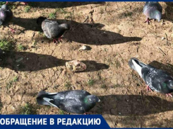 «Соседи прикармливают агрессивных бродячих псов отборным мясом»,- волжанка о конфликте во дворе многоэтажки