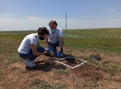  Основной удар по саранчовым нанесут в Среднеахтубинском районе
