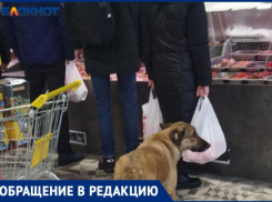 «В очереди за мясом стоят собаки»: дворняжки решили закупиться в магазинах Волжского