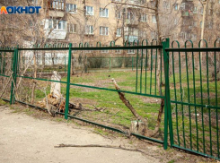 Волжане устали бороться с сухими деревьями, произрастающими во дворах