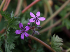 Где в Волжском встретить аистник обыкновенный и способен ли он навредить человеку