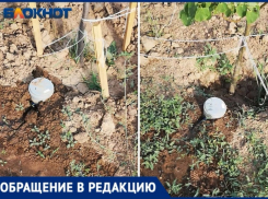  Из-за неправильного полива саженцы засыхают на аллеи в Волжском