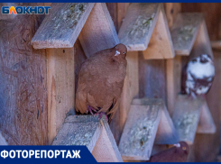 В Волжском птичье молоко вырабатывают настоящие голуби: фоторепортаж