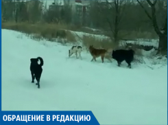 Бездомных собак нужно усыплять, - волжанин