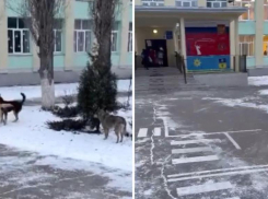 Бездомные собаки обжили территорию школы младших классов в Волжском