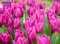 ТОП подарков на 8 марта от «Блокнот Волжский»