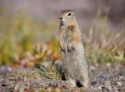 Волжанам разрешили охотиться на суслика и сурка