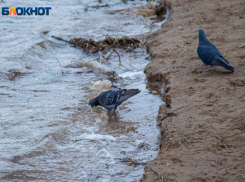В Волжском исследуют воду на холеру 
