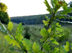 Деревья в Волго-Ахтубинской пойме высадят вручную 