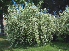 Бирючину, барбарис, чубушник и миндаль решили высадить на улицах Волжского 