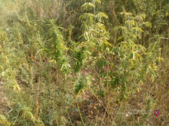 В регионе обнаружили пять тысяч кустов конопли