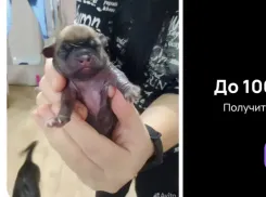 В Волжском новорожденных щенков пытались раздать сразу после рождения