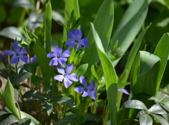 В народе барвинок называют могильницей