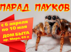 Успей посетить! Уникальная выставка «Парад пауков»