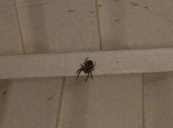 Мерзкие членистоногие заполонили жилой дом в Киляковке