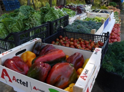 В Волжском откроется сезон сельскохозяйственных ярмарок