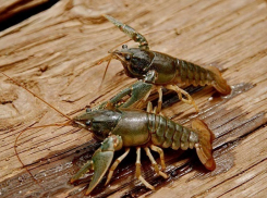 29-летний мужчина утонул в Ахтубе во время ловли раков