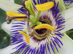 Страсть, новопассит и маракуйя: космические цветы украсили оранжерею в Волжском