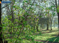 На что и почему обострилась аллергия у волжан?