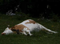 В Волгоградской области опасаются распространения опасного африканского вируса