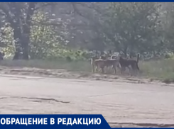 Стая огромных агрессивных собак держит в страхе жителей Волжского: видео