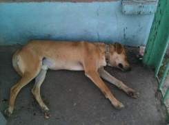 Нашествие бродячих собак заставило волжских электриков затариваться ультразвуковыми отпугивателями