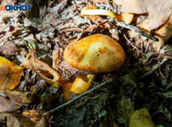 Как не отравиться грибами после похода на тихую охоту: шпаргалка для волжан