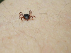 Проснулись слепые хищники: волжане начали снимать с себя клещей