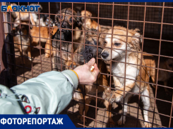 «Полсотни собак ели друг друга, запертые в комнате»: шокирующие подробности волжских волонтеров о спасенных животных 