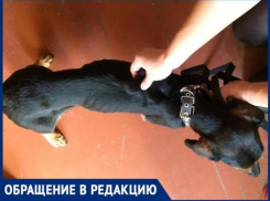 «Собак после платной передержки вернули истощенными», - волжанка
