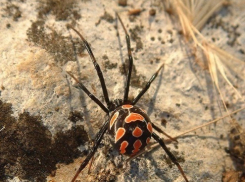 Пауки-каракурты испугались холодного волгоградского лета