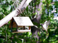 В Волжском в День птиц будут вешать кормушки
