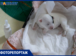 Собака с пулей в позвоночнике, кот с лейкозом и спасение удушенного щенка: как в приюте под Волжским совершают невозможное