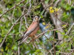 Степная пустельга гнездится на чердаках городских многоэтажек 