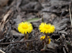 Конское копыто в Волжском можно найти на пепелище
